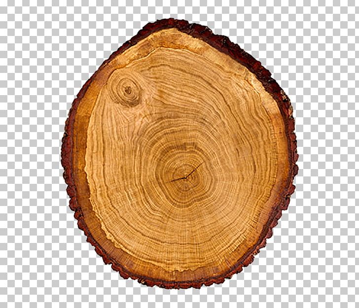 Tree Wood Trunk Cross Section Dendrochronology PNG, Clipart, Brown, Circle, Cross Section, Decorative Patterns, Dendrochronology Free PNG Download