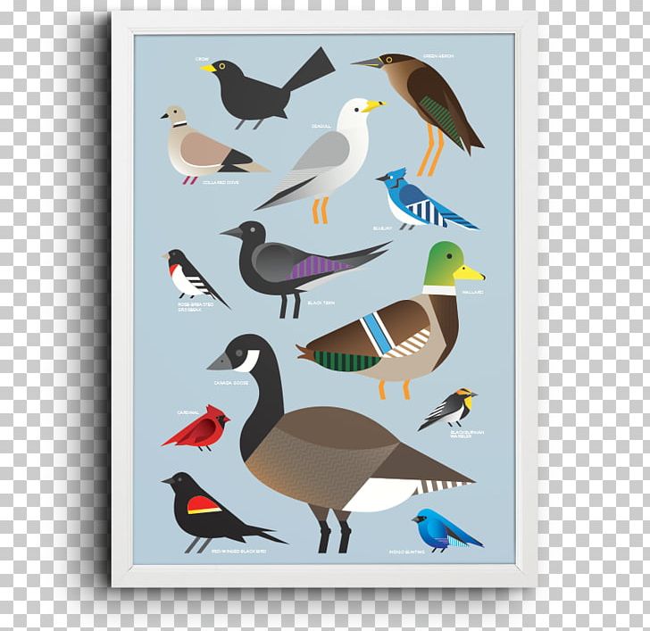 Duck Shorebirds Seabird Beak Feather PNG, Clipart, Animals, Beak, Bird, Charadriiformes, Decorative Free PNG Download