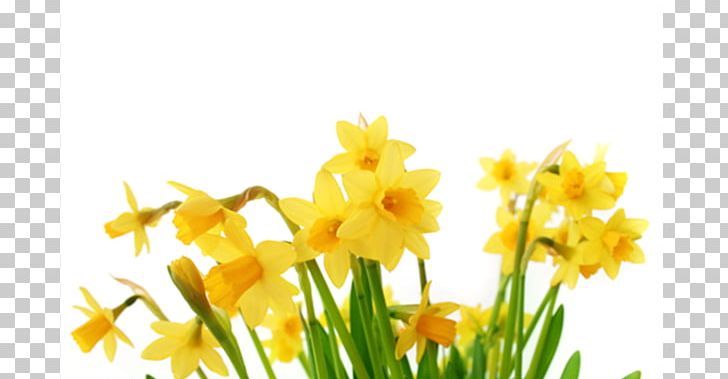 I Wandered Lonely As A Cloud Daffodil PNG, Clipart, Amaryllis Family, Daffodil, Desktop Wallpaper, Download, Easter Free PNG Download
