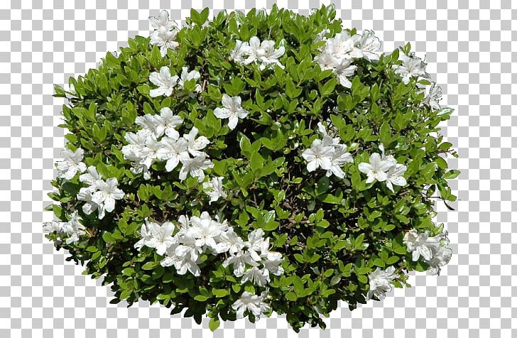 Portable Network Graphics Shrub Adobe Photoshop Rendering PNG, Clipart, Animation, Desktop Wallpaper, Flower, Flowering Plant, Gardenia Free PNG Download