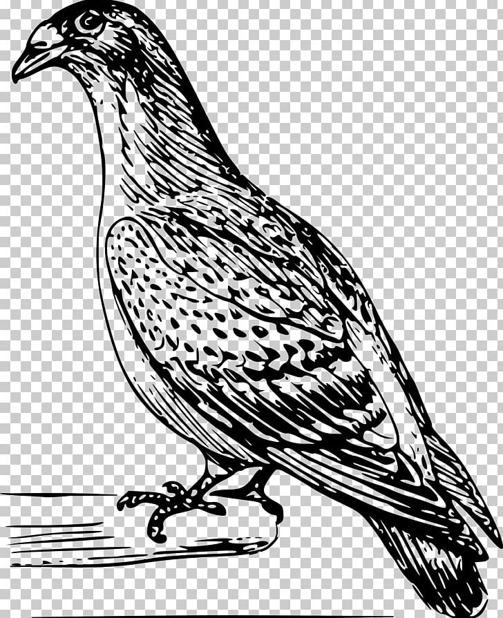 Bird Columbidae Homing Pigeon Drawing PNG, Clipart, Animal, Animals, Art, Artwork, Beak Free PNG Download