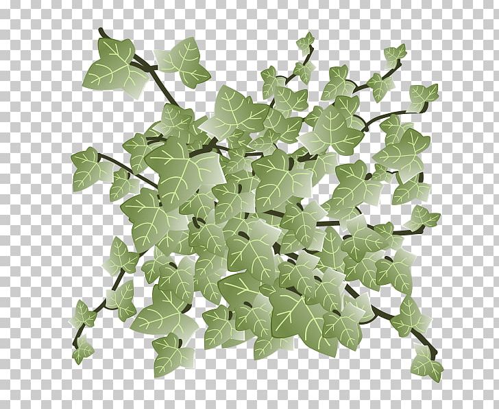 Spring Greens Leaf Vegetable PNG, Clipart, Hedera Helix, Ivy, Ivy Family, Leaf, Leaf Vegetable Free PNG Download