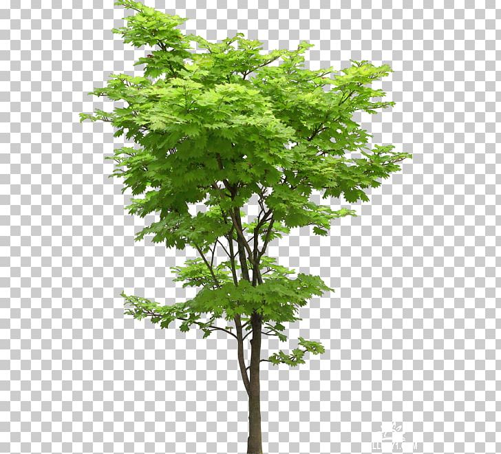 Tree Stone Pine Plant PNG, Clipart, Acer Oliverianum Var Nakaharai, Branch, Landscape, Leaf, Maple Free PNG Download