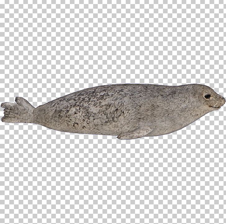 Zoo Tycoon 2 Earless Seal Harbor Seal PNG, Clipart, Animal, Animals, Computer Icons, Download, Earless Seal Free PNG Download