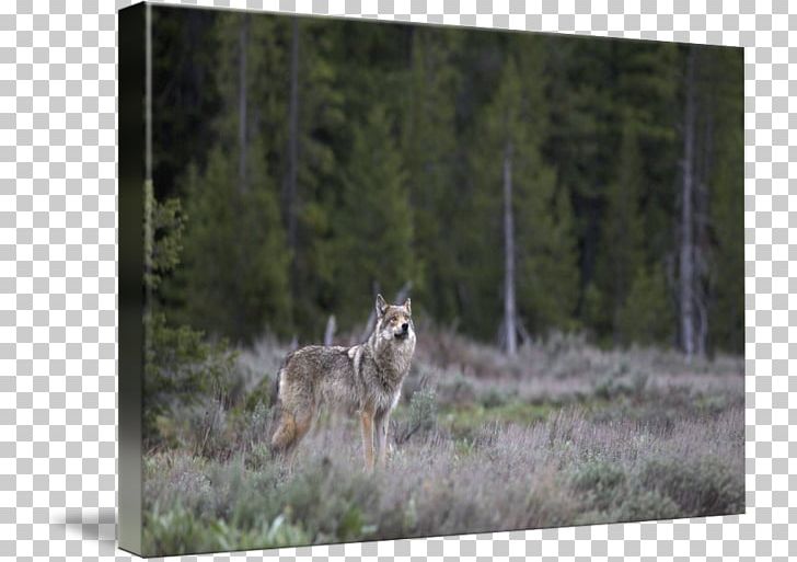Coyote Gray Wolf Ecosystem Fauna National Park PNG, Clipart, Coyote, Dog Like Mammal, Ecosystem, Fauna, Forest Free PNG Download