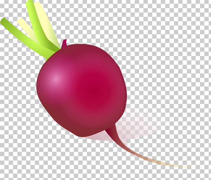 Vegetarian Cuisine Daikon Turnip Vegetable PNG, Clipart, Beet, Beetroot, Cabbage, Cartoon, Chinese Cabbage Free PNG Download
