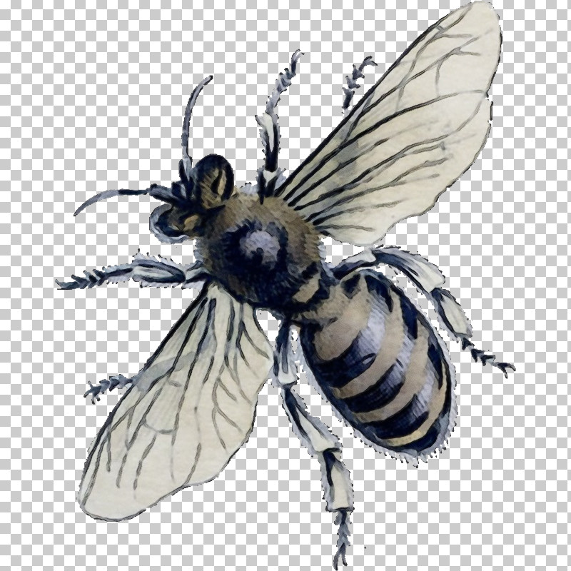 Insect Stable Fly Bee Honeybee Megachilidae PNG, Clipart, Bee, Fly, Honeybee, House Fly, Insect Free PNG Download