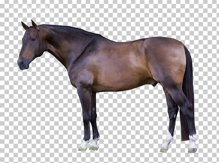 American Quarter Horse American Paint Horse Horse Tack Roan Black PNG, Clipart, American Quarter Horse, Barrel Racing, Bit, Black, Bridle Free PNG Download