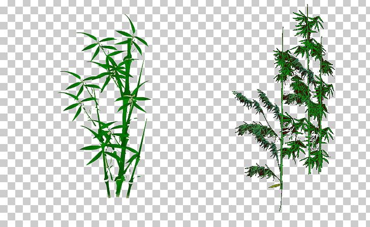 Bambusodae Zongzi PNG, Clipart, Asia, Asia Map, Bamboo Leaves, Bamboo Tree, Bambusa Oldhamii Free PNG Download