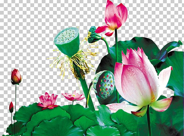 Lotus S PNG, Clipart, Annual Plant, Aquatic Plant, Bud, Computer Wallpaper, Creative Free PNG Download