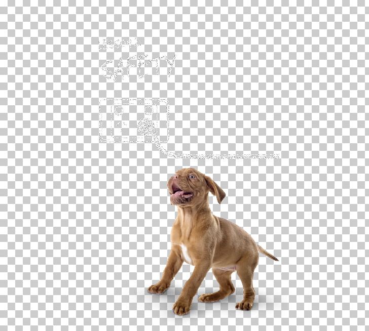 Vizsla Your Healthy Puppy Dog Breed Companion Dog PNG, Clipart,  Free PNG Download