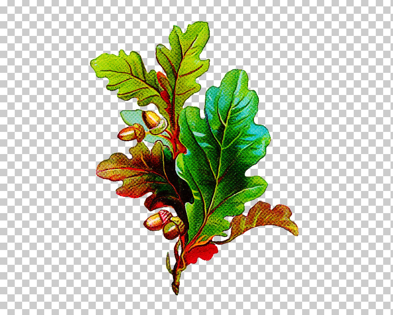 Leaf Plant Flower Tree Branch PNG, Clipart, Branch, Flower, Leaf, Oak, Plant Free PNG Download