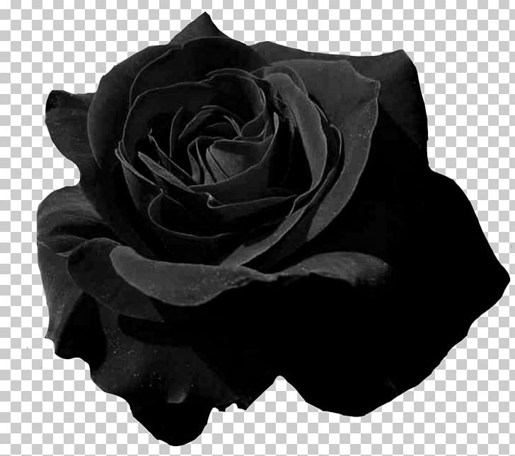 Garden Roses Flower Petal PNG, Clipart, Beauty Parlour, Black, Black And White, Black Rose, Color Free PNG Download