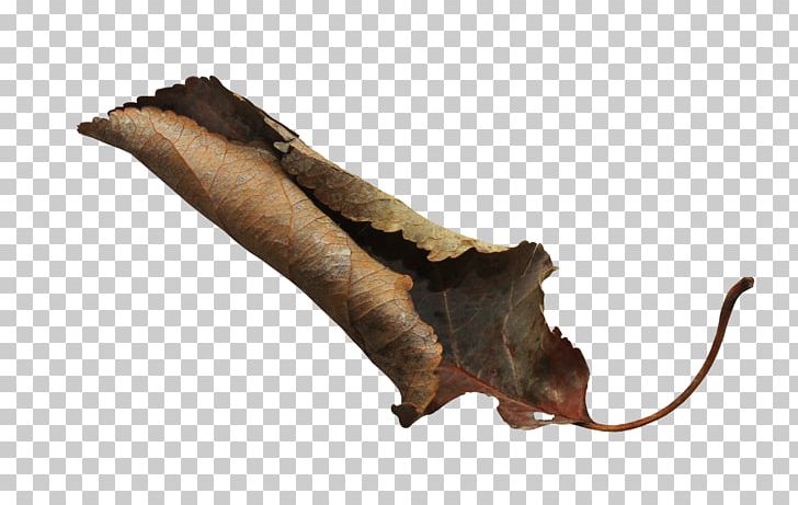 Leaf Fauna PNG, Clipart, Autumn Leaves, Banana Leaves, Bat, Claw, Co Cou90fdu53ef Free PNG Download