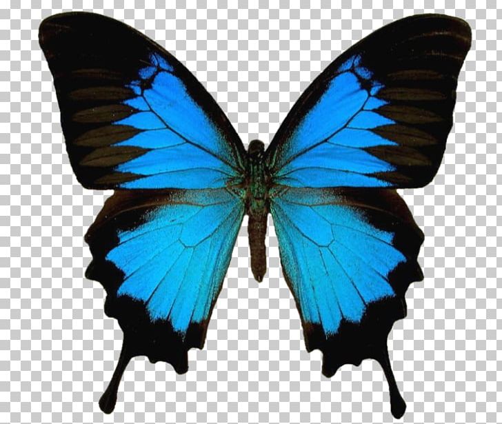 Ulysses Butterfly Insect Old World Swallowtail Swallowtail Butterfly PNG, Clipart, Achillides, Brush Footed Butterfly, Butterflie, Butterfly, Eastern Tiger Swallowtail Free PNG Download