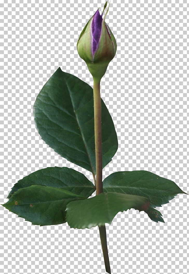 Beach Rose Flower Bud PNG, Clipart, Beach Rose, Bud, Computer Graphics, Drawing, Flower Free PNG Download