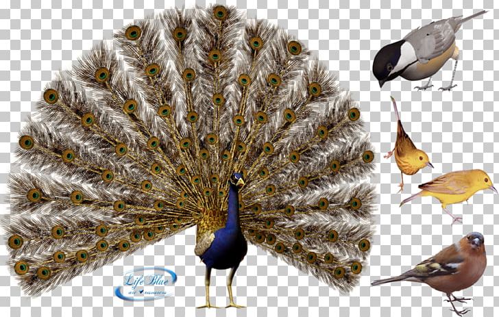 Bird Peafowl Illustration PNG, Clipart, Animals, Beak, Bird, Bird Cage, Bird Nest Free PNG Download