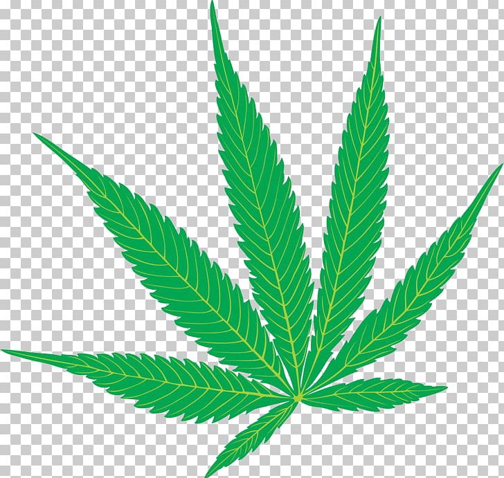Cannabis Sativa Marijuana Hemp PNG, Clipart, Cannabis, Cannabis Leaves, Cannabis Leaves Illustrations, Fall Leaves, Grass Free PNG Download