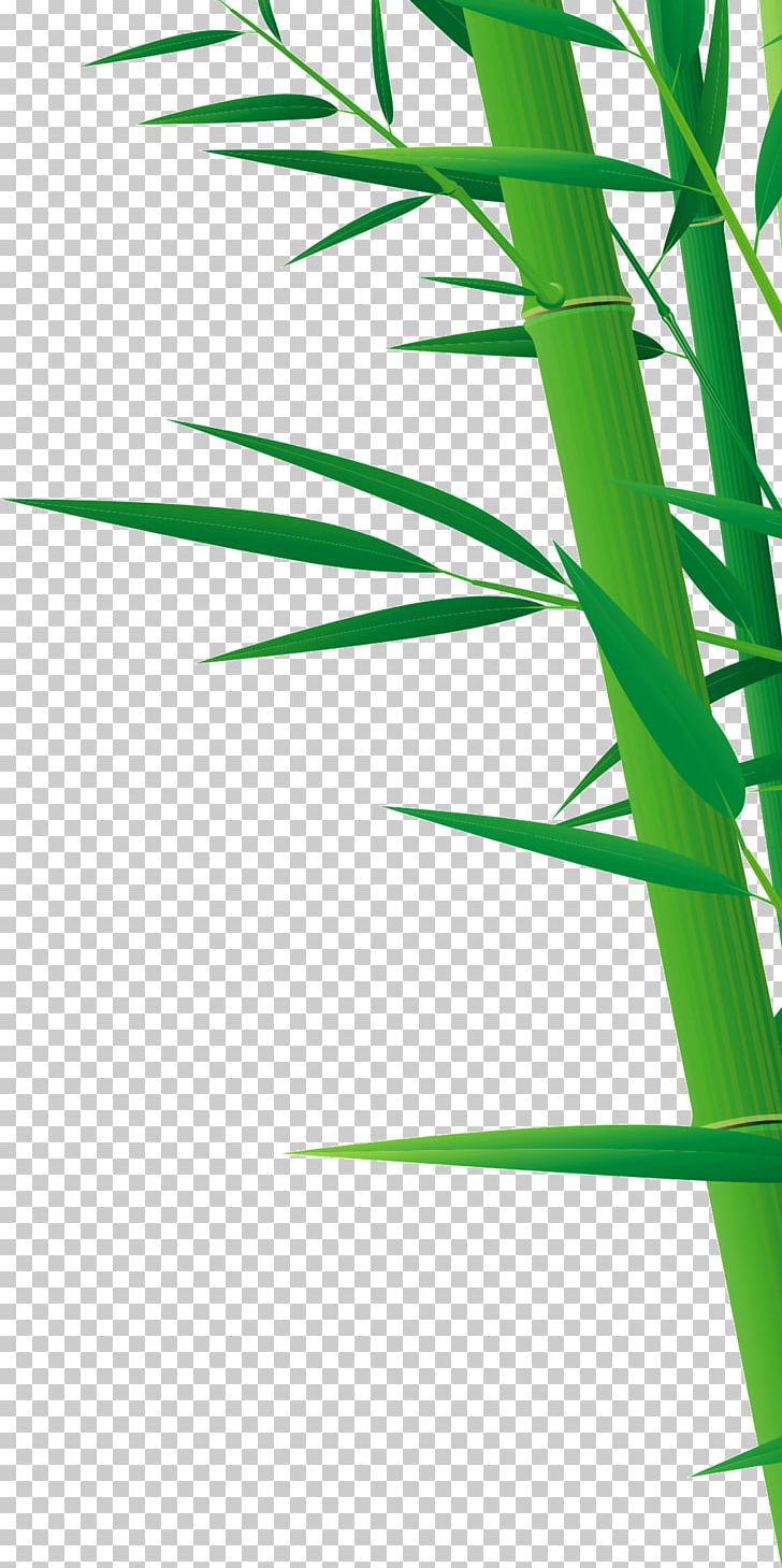 Bamboo Drawing PNG, Clipart, Angle, Art, Background Green, Bamboo, Bambusa Oldhamii Free PNG Download