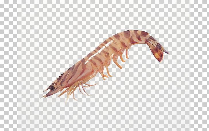 Caridea Whiteleg Shrimp Chinese White Shrimp Seafood PNG, Clipart, Animals, Chinese New Year, Decapoda, Eating, Fish Free PNG Download
