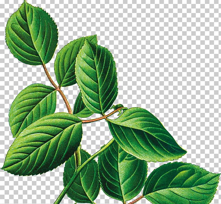 Leaf Decoupage Plant Stem PNG, Clipart, Addition, Art, Blog, Decoupage, Firefly Tonics Free PNG Download