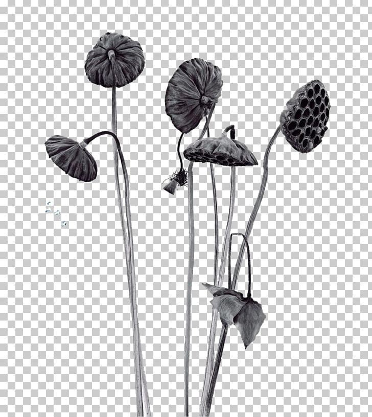 Nelumbo Nucifera Lotus Effect PNG, Clipart, Black, Black And White, Concepteur, Flora, Flower Free PNG Download