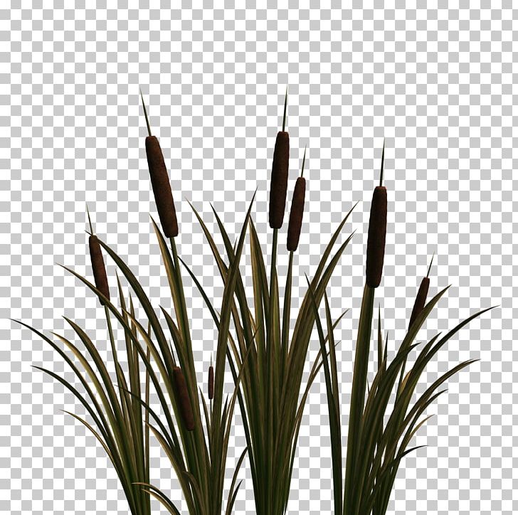 Wildflower PNG, Clipart, Blog, Commodity, Flower, Graphic Arts, Grass Free PNG Download