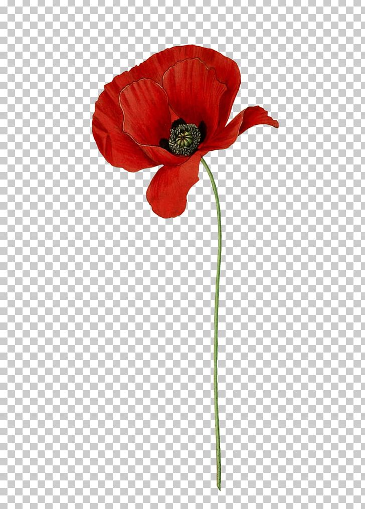 Common Poppy Botanical Illustration PNG, Clipart, Botanical Illustration, Botany, California Poppy, Clip Art, Common Poppy Free PNG Download