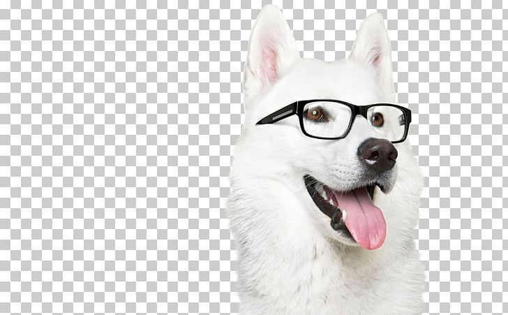 Desktop High-definition Television 1080p 4K Resolution PNG, Clipart, 1080p, Carnivoran, Desktop Wallpaper, Dog Breed, Dog Breed Group Free PNG Download