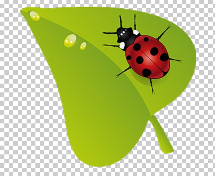 Beruu0161ky Insect PNG, Clipart, Animal, Beetle, Beruu0161ky, Cute Ladybug, Fruit Free PNG Download