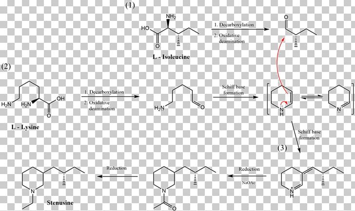 Document Line Angle Pattern PNG, Clipart, Abdomen, Angle, Area, Art, Beetle Free PNG Download