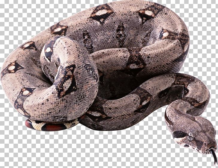 Snake Constriction PNG, Clipart, Animal, Animals, Ball Python, Boa Constrictor, Boas Free PNG Download