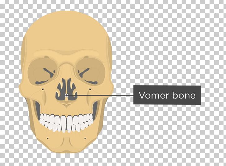 Vomer Lacrimal Bone Nasal Bone Anatomy PNG, Clipart, Anatomy, Bone, Ethmoid Bone, Facial Skeleton, Fantasy Free PNG Download