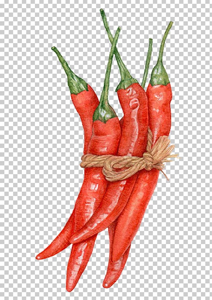 Capsicum Annuum Watercolor Painting Chili Pepper Drawing Illustration PNG, Clipart, Cartoon, Cayenne Pepper, Food, Fruit, Hand Drawn Free PNG Download
