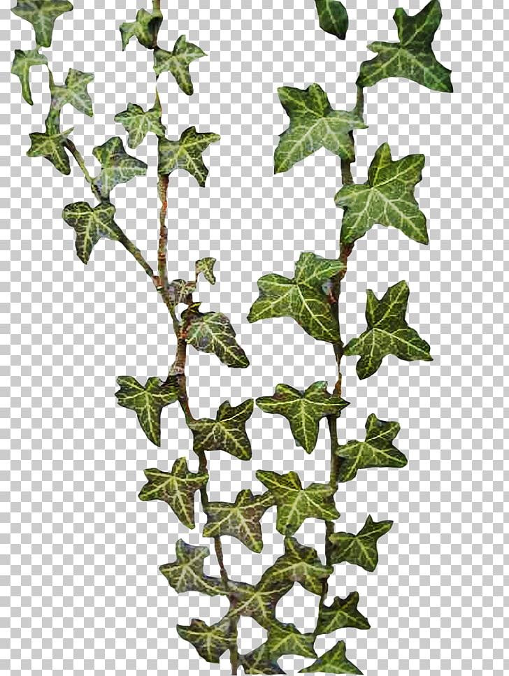Common Ivy Hedera Nepalensis Hedera Hibernica Hedera Rhombea Hedera Canariensis PNG, Clipart, Apiales, Araliaceae, Branch, Common Ivy, Flower Free PNG Download