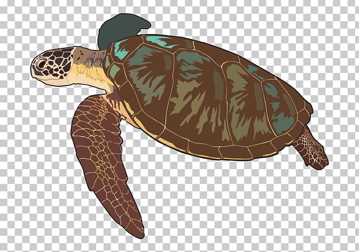 Loggerhead Sea Turtle Box Turtles Las Tortugas Marinas Tortoise PNG, Clipart, Aguila, Anatomy, Animal, Animals, Biology Free PNG Download