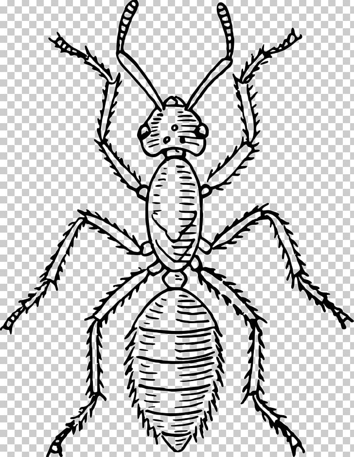 Beetle Ant Insect Morphology Human Body Butterfly PNG, Clipart, Abdomen, Anatomy, Animals, Ant, Antenna Free PNG Download