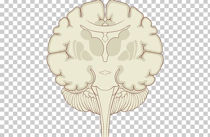 Coronal Plane Human Brain Subthalamic Nucleus PNG, Clipart, Agy, Anatomy, Basal Ganglia, Bone, Brain Free PNG Download