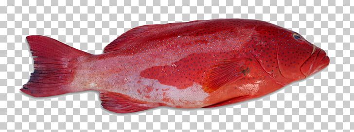 Pompano Red Coral Trout Grouper Fish PNG, Clipart, Animals, Animal Source Foods, Carangidae, Cell, Coral Reef Fish Free PNG Download
