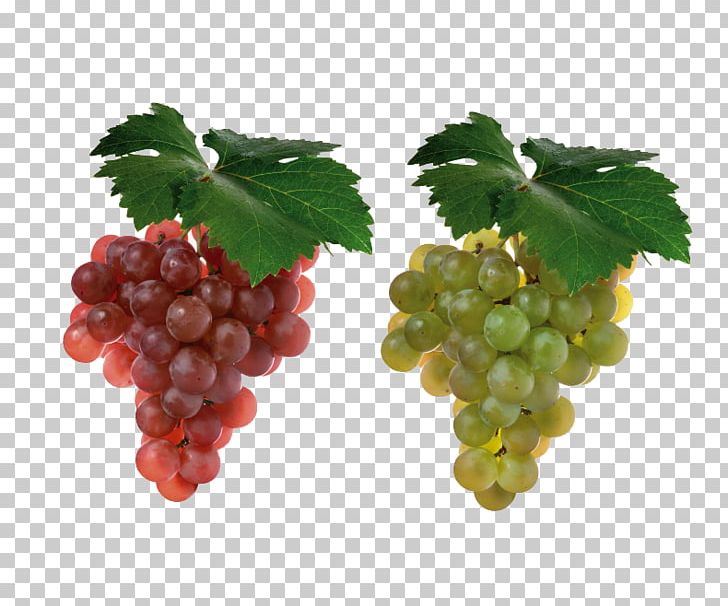Shiraz Cabernet Sauvignon Merlot Sauvignon Blanc Grape PNG, Clipart, Bunch, Common Grape Vine, Flower Bunch, Food, Fruit Free PNG Download