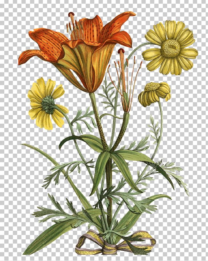Botanical Illustration Botany Printmaking PNG, Clipart, Antique, Botanical Illustration, Botany, Carolus Clusius, Chrysanths Free PNG Download