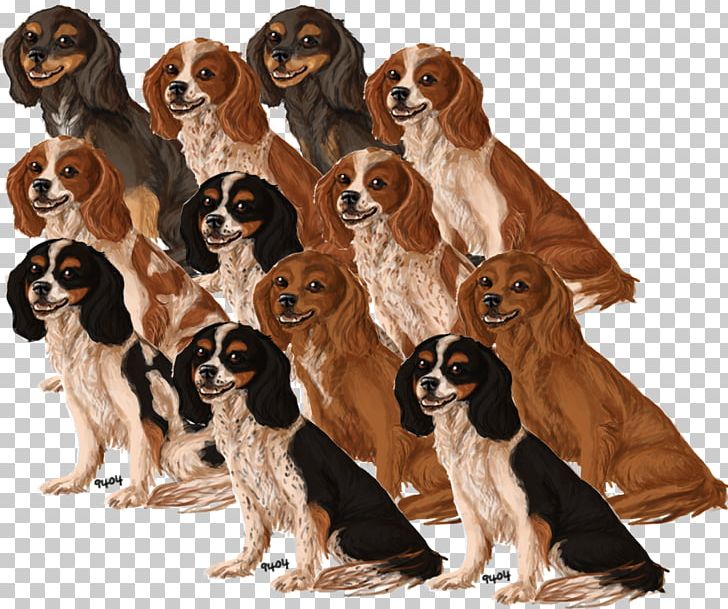 Drentse Patrijshond Cavalier King Charles Spaniel Dog Breed Companion Dog PNG, Clipart, Breed, Carnivoran, Cavalier King Charles Spaniel, Companion Dog, Dog Free PNG Download