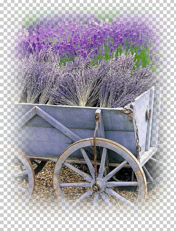Lavander Field French Lavender Garden Flower PNG, Clipart, Color, English Lavender, Field, Flower, Flowering Plant Free PNG Download