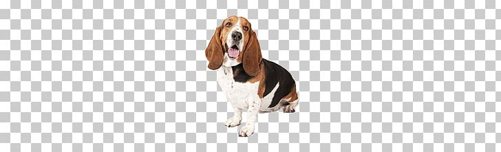 Basset Dog Looking Up Right PNG, Clipart, Animals, Dogs Free PNG Download