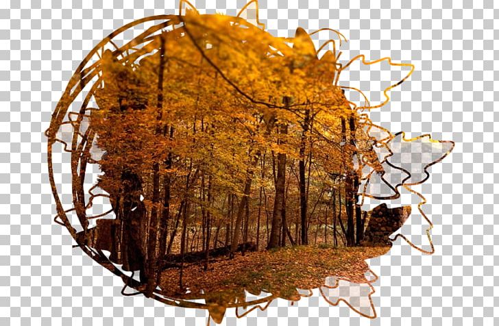 High-definition Television 4K Resolution Autumn 1080p PNG, Clipart, 4k Resolution, 169, 720p, 1080p, Akiba Free PNG Download