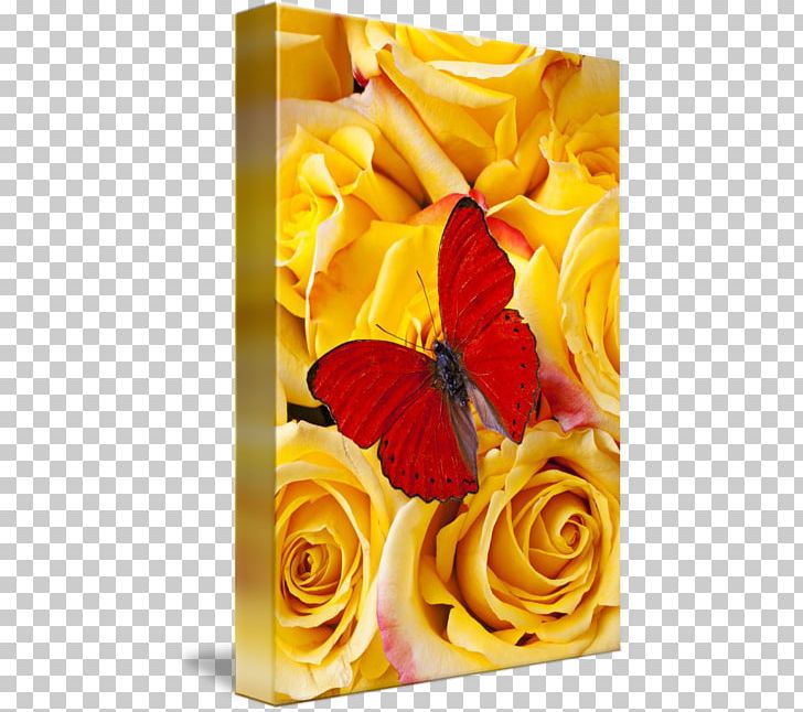 The Perfect Butterfly Yellow Rose Monarch Butterfly PNG, Clipart, Black, Blue, Butterfly, Caterpillar, Cut Flowers Free PNG Download