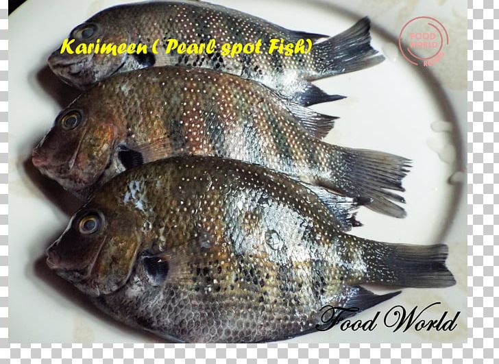 Tilapia Fish Products Green Chromide Tempura PNG, Clipart, Animals, Animal Source Foods, Barramundi, Cod, Fauna Free PNG Download