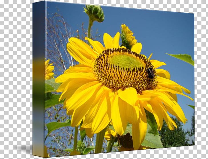 Gallery Wrap Troutman Honey Bee Canvas PNG, Clipart, Art, Bee, Canvas, Daisy Family, Fine Art Free PNG Download