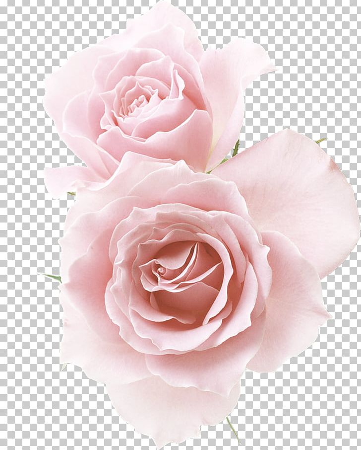 Garden Roses Cabbage Rose Floribunda Flower PNG, Clipart, Artificial Flower, Cabbage Rose, Cut Flowers, Floral Design, Floribunda Free PNG Download