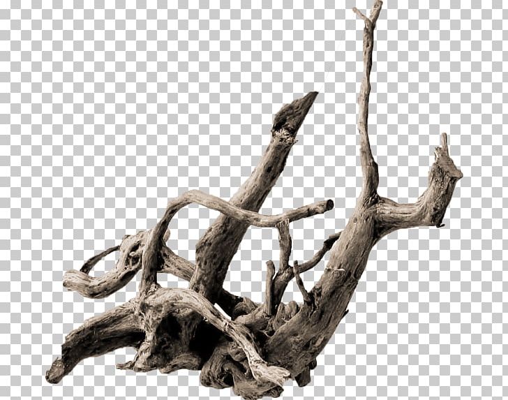 Root Tree Driftwood .de Trunk PNG, Clipart, Aquarium, Azalea, Barb, Branch, Com Free PNG Download